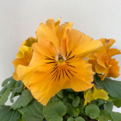 Stiefmütterchen Cats®, orange, Topf-Ø 13 cm, 6 Pflanzen