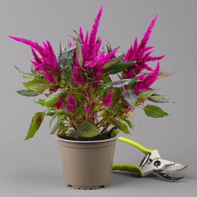 Celosia 'Javelin' lila, Topf-Ø 14 cm, 4er-Set