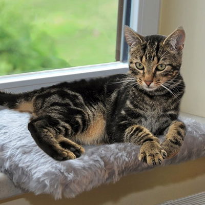 Silvio Design Katzen-Fensterliege Jacquard Plüsch grau Silvio Design Katzen-Fensterliege Jacquard Plüsch grau