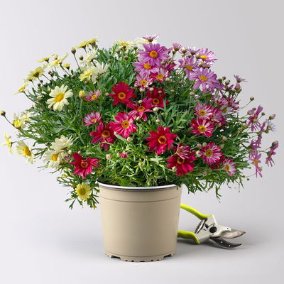 Margerite 'Trio', rosa-gelb-rot, Topf-Ø 19 cm, 2 Pflanzen Margerite 'Trio', rosa-gelb-rot, Topf-Ø 19 cm, 2 Pflanzen