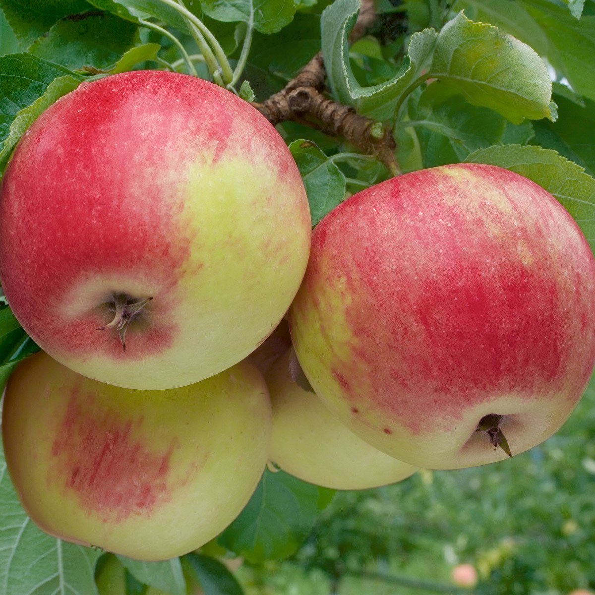 Bio Apfel \'Pinova\' im 10 Lt. Topf online kaufen | Pflanzen-Kölle