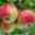 Kölle Bio Apfel 'Pinova', Unterlage M 26, Höhe 125/150, Topf 10 Liter