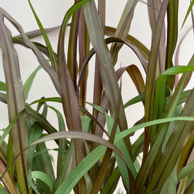 Lampenputzergras 'Vertigo',dunkellaubig, Topf-Ø 19 cm, 2 Stück Lampenputzergras 'Vertigo',dunkellaubig, Topf-Ø 19 cm, 2 Stück