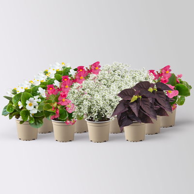 Grabbepflanzung Sommer weiß-rosa, 12 Pflanzen