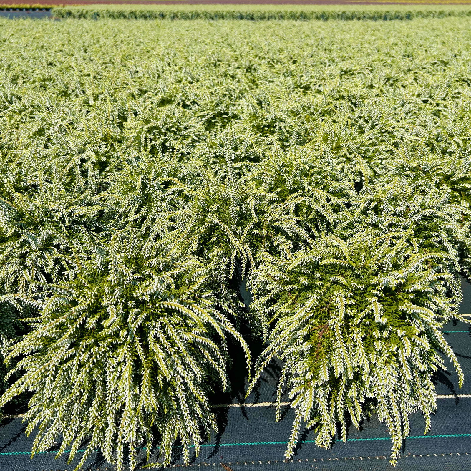 Knospenheide 'Beauty Ladies® Champs®', weiß, Topf-Ø 12 cm, 3 Stück