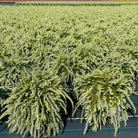 Knospenheide 'Beauty Ladies® Champs®', weiß, Topf-Ø 12 cm, 3 Stück