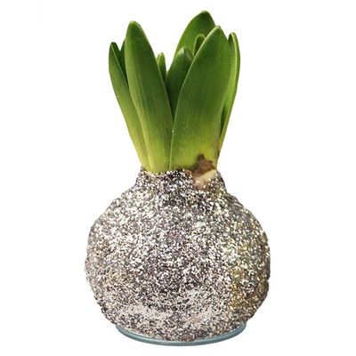 Hyazinthe in Wachs Glitter Metallic Mix, Farben zufällig, 4 Stück