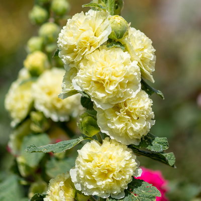 Stockrose, gelb, Topf-Ø 13 cm, 6 Pflanzen