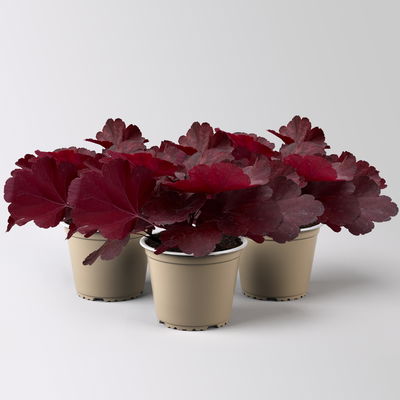 Bio Purpurglöckchen 'Royal Ruby', burgunderrot, Topf-Ø 12 cm, 3 Pflanzen Bio Purpurglöckchen 'Royal Ruby', burgunderrot, Topf-Ø 12 cm, 3 Pflanzen