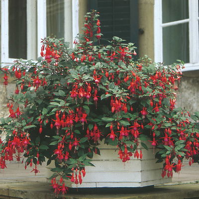 Fuchsien hängend, rot-lila, Topf-Ø 12 cm, 6er-Set