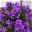 Glockenblume 'Ambella® Purple' lilablau, Topf-Ø 15 cm, 3er-Set
