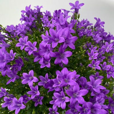 Glockenblume 'Ambella® Purple' lilablau, Topf-Ø 15 cm, 3er-Set Glockenblume 'Ambella® Purple' lilablau, Topf-Ø 15 cm, 3er-Set