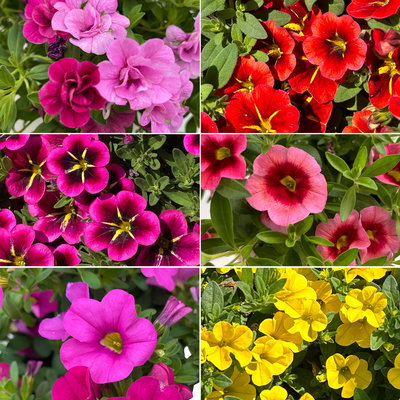 Zauberglöckchen 'Duo', Mix zufällig, Topf-Ø 14 cm, 4er-Set Zauberglöckchen 'Duo', Mix zufällig, Topf-Ø 14 cm, 4er-Set