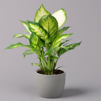 Dieffenbachie 'Camilla', Topf-Ø12cm, Höhe ca. 25 cm, 3er-Set