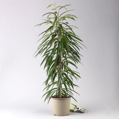 Ficus binnendijkii 'Alii', Topf-Ø 21 cm, Höhe ca. 100 cm Ficus binnendijkii 'Alii', Topf-Ø 21 cm, Höhe ca. 100 cm