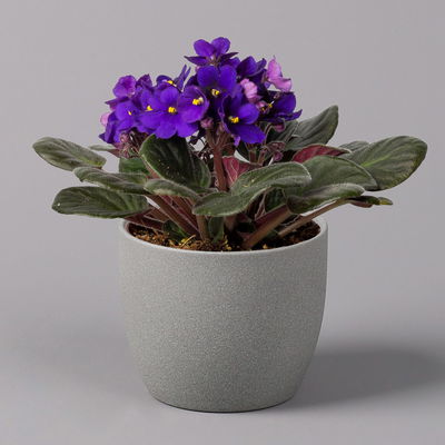 Usambaraveilchen, dunkelblau, Topf-Ø 12 cm, 6er-Set Usambaraveilchen, dunkelblau, Topf-Ø 12 cm, 6er-Set