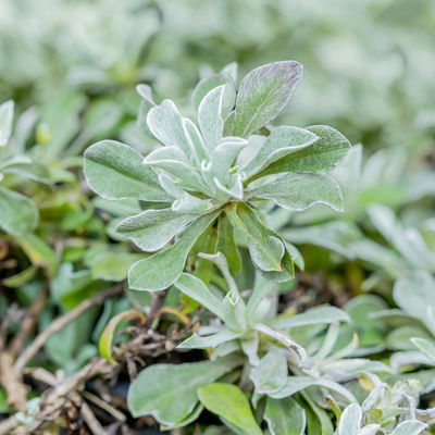 Katzenpfötchen, rot, Topf-Ø 13 cm, 6er-Set
