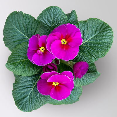 Primel 'Frühlingssonne', violett, Topf-Ø 11 cm, 8 Pflanzen