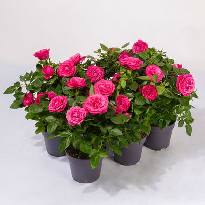 Rose Patio, pink, Topf-Ø 13 cm, 6 Pflanzen