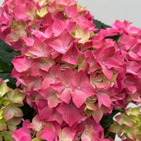 Hortensie 'Everlast Pink', Topf-Ø 14 cm, 2 Pflanzen