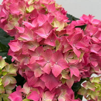 Hortensie 'Everlast Pink', Topf-Ø 14 cm, 2 Pflanzen