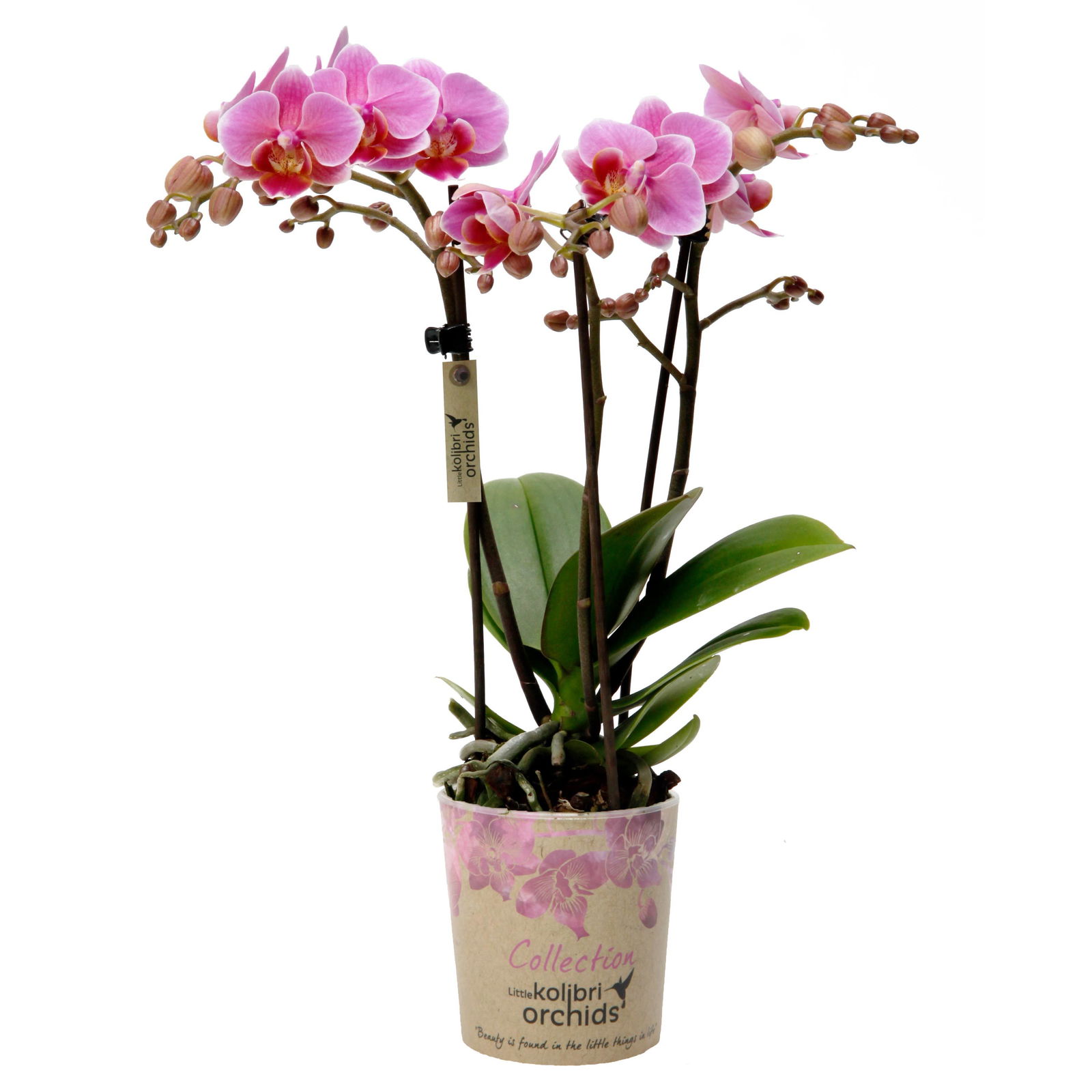Phalaenopsis, Rosatöne, 3 Rispen, Topf-Ø 9 cm, Höhe ca. 30 cm