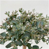 Eukalyptus, Stamm, Topf-Ø 12 cm