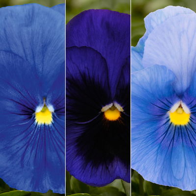 Stiefmütterchen, blau, Sorte zufällig, Topf-Ø 13 cm, 6 Pflanzen Stiefmütterchen, blau, Sorte zufällig, Topf-Ø 13 cm, 6 Pflanzen