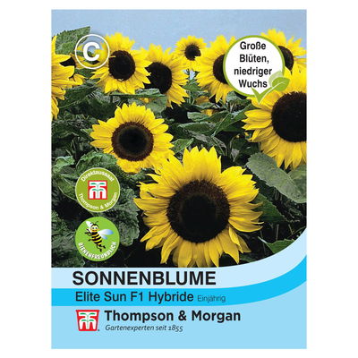 Sonnenblume (Helianthus annuus) Elite Sun F1 Hybride / einjährig, robust, hoch Sonnenblume (Helianthus annuus) Elite Sun F1 Hybride / einjährig, robust, hoch