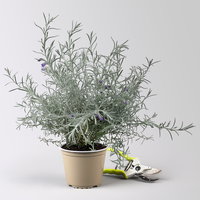 Emustrauch, lila, Topf-Ø 14 cm, 4 Pflanzen Emustrauch, lila, Topf-Ø 14 cm, 4 Pflanzen