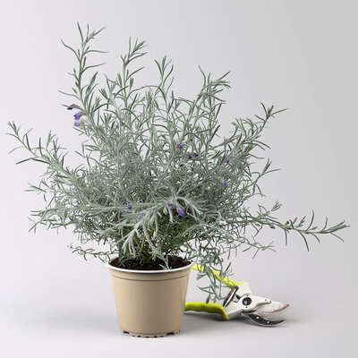 Emustrauch, lila, Topf-Ø 14 cm, 4 Pflanzen Emustrauch, lila, Topf-Ø 14 cm, 4 Pflanzen