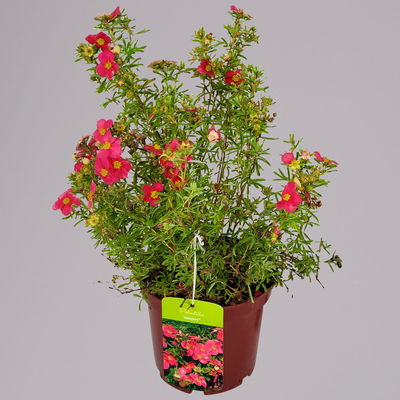 Fingerstrauch 'Bellissima EU (S)', Höhe 25-30cm, Topf 3 Liter, 5er-Set Fingerstrauch 'Bellissima EU (S)', Höhe 25-30cm, Topf 3 Liter, 5er-Set