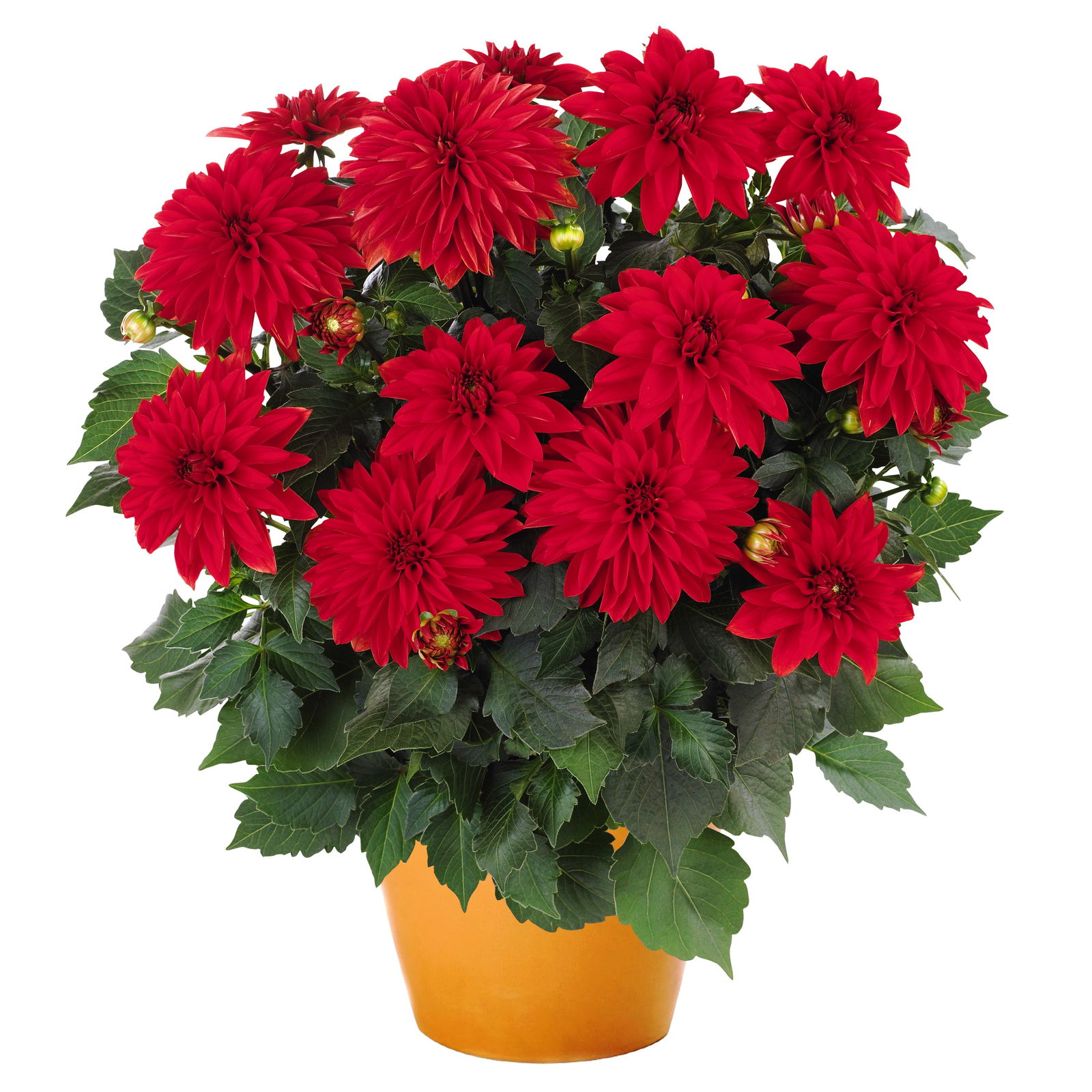 Dahlie 'Hypnotica', Farben zufällig, Topf-Ø 19 cm, 2er-Set