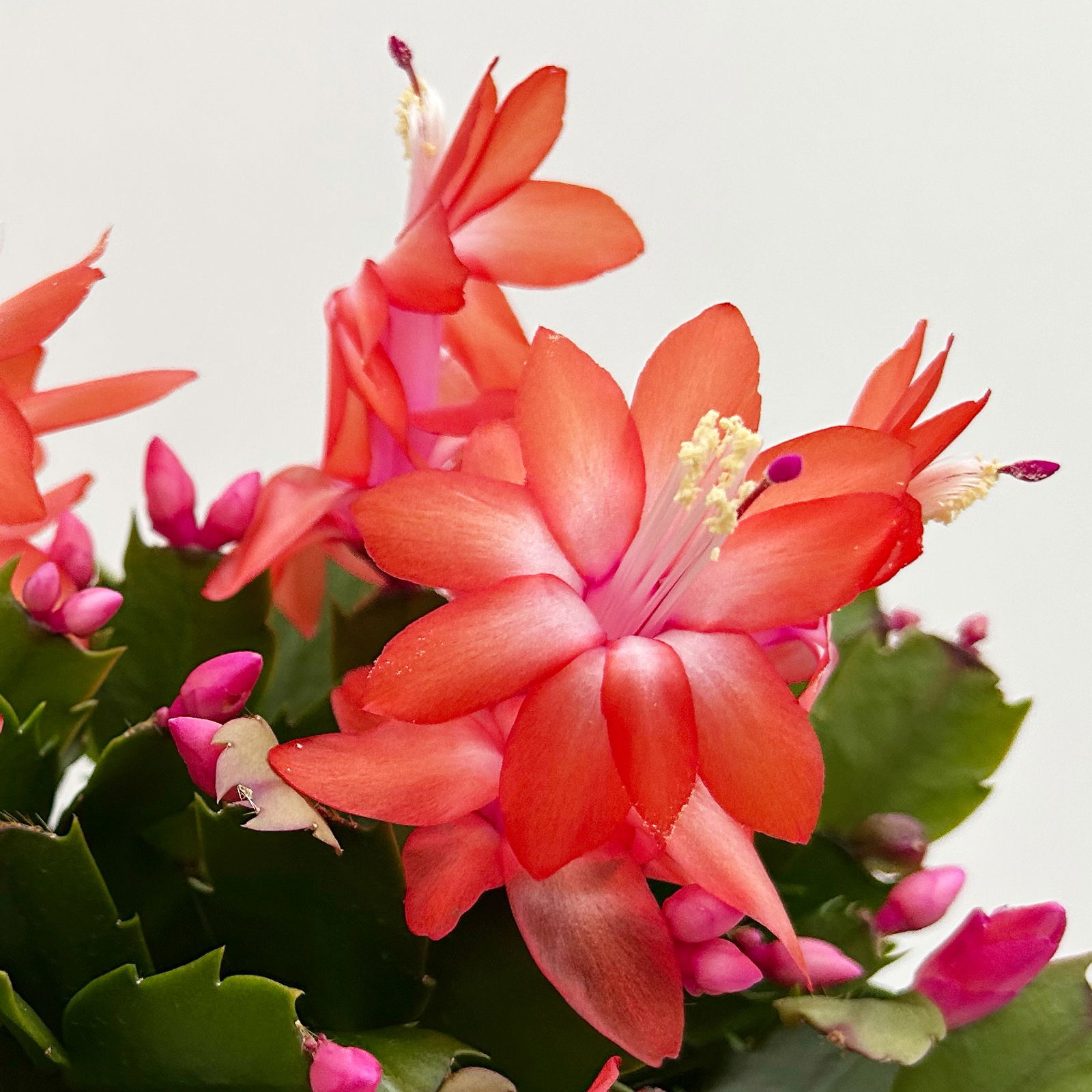 Weihnachtskaktus, rot, Topf-Ø 12 cm, 3 Pflanzen Weihnachtskaktus, rot, Topf-Ø 12 cm, 3 Pflanzen