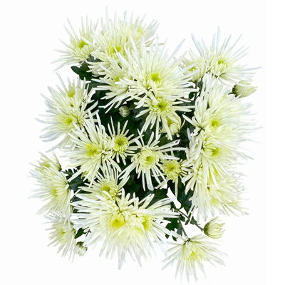 Chrysanthemen Spider Anansi™ White, spinnenblütig, Topf-Ø 14 cm, 4 Pflanzen
