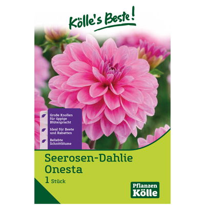 Kölles Beste Seerosen-Dahlie 