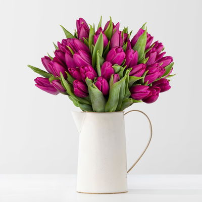 50 lila Tulpen