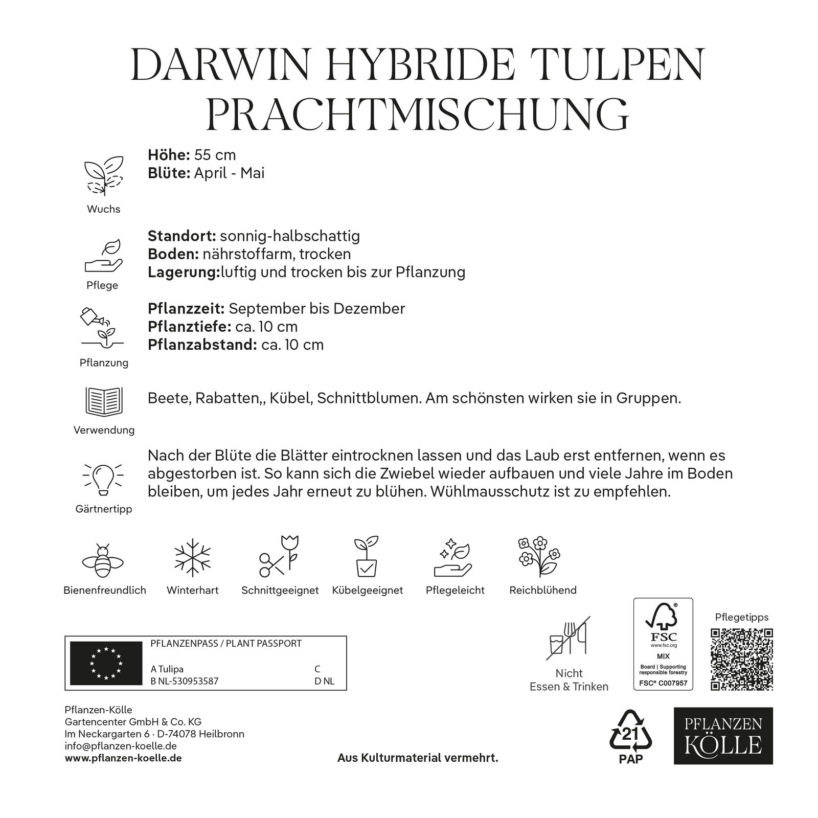 Darwin Hybride Tulpen Prachtmischung 50 Blumenzwiebeln