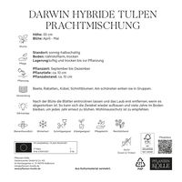 Darwin Hybride Tulpen Prachtmischung 50 Blumenzwiebeln
