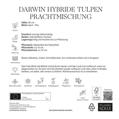 Darwin Hybride Tulpen Prachtmischung 50 Blumenzwiebeln Darwin Hybride Tulpen Prachtmischung 50 Blumenzwiebeln