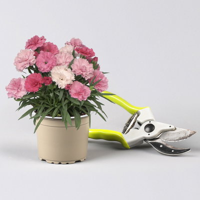 Stauden-Nelke 'I Love U', pink-rosa-weiß, Topf-Ø 9 cm, 8er-Set Stauden-Nelke 'I Love U', pink-rosa-weiß, Topf-Ø 9 cm, 8er-Set