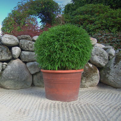 Kleiner Formschnittbambus 'Moontears'® EU-S - Kugel, Topf 7,5 Liter, 2 Stück