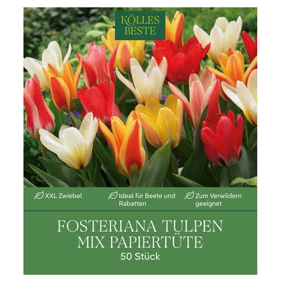 XXL Fosteriana Tulpen Mix Papiertüte 50 Blumenzwiebeln