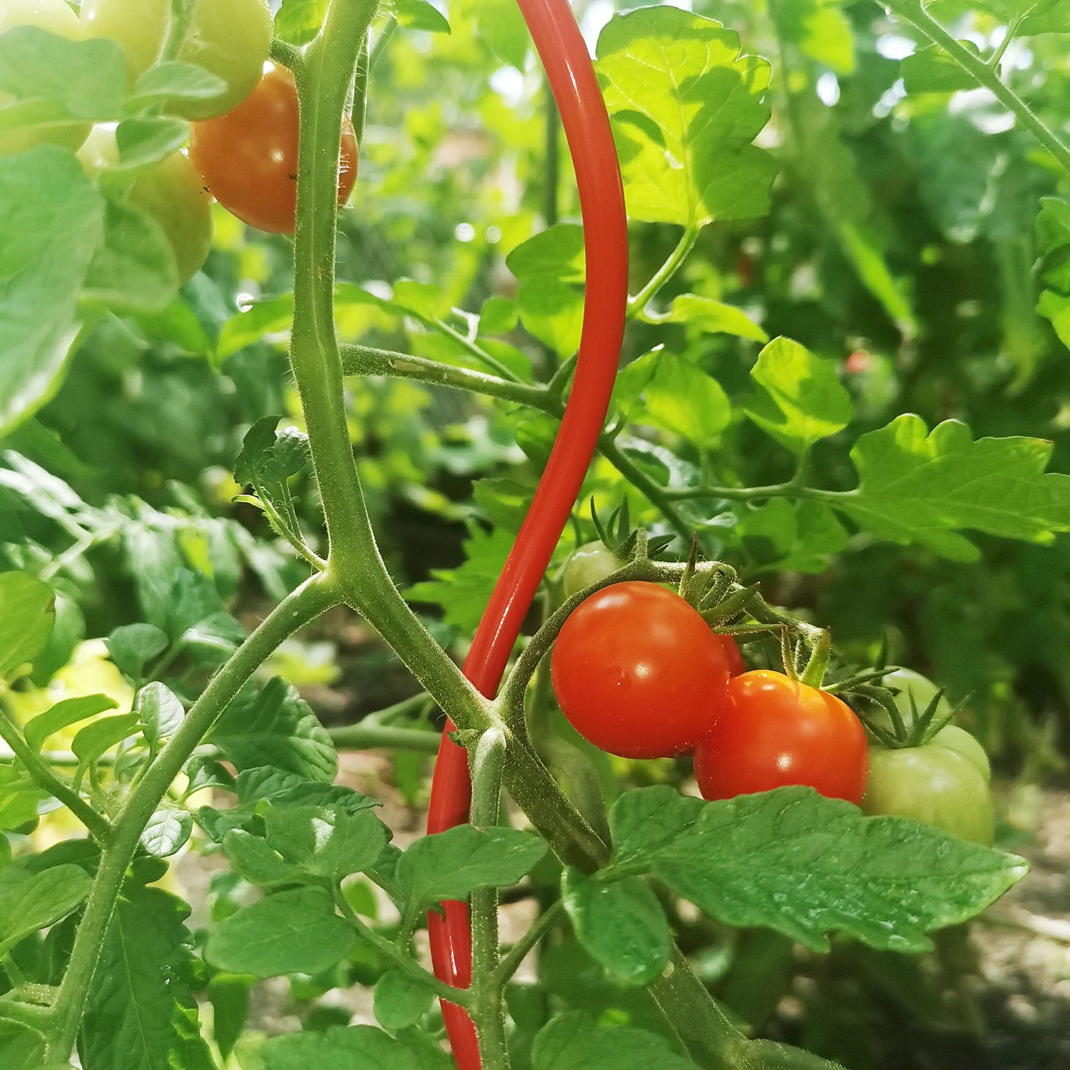 Tomatenspirale 'COLORATA', rot, H110 x Ø5 cm