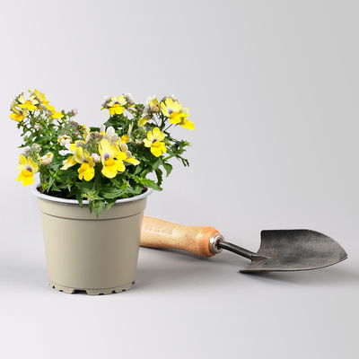 Nemesie, gelb, Topf-Ø 12 cm, 6 Pflanzen Nemesie, gelb, Topf-Ø 12 cm, 6 Pflanzen