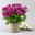 Chrysanthemen 'Chrysanne®Grandezza Purple', lila, Topf-Ø 13 cm, 4 Pflanzen
