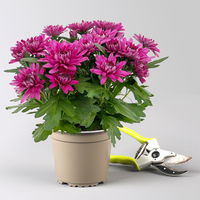 Chrysanthemen 'Chrysanne®Grandezza Purple', lila, Topf-Ø 13 cm, 4 Pflanzen