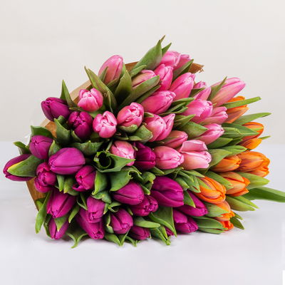 50 Tulpen, lila, pink & orange