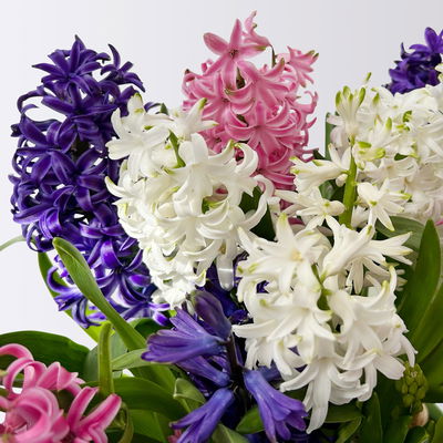 Hyazinthe 'Trio', rosa-weiß-blau, vorgetrieben, Topf-Ø 15 cm, 3 Pflanzen