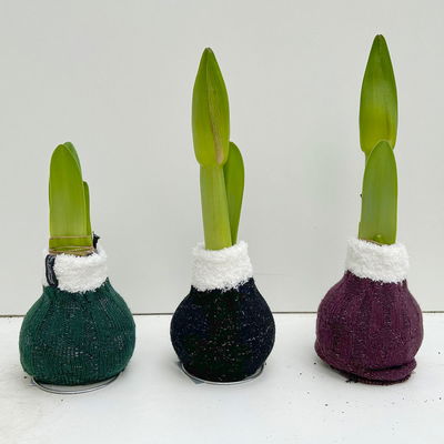 Amaryllis in Wachs, Dekor 'Pulli Cozy Wooly' nach Verfügbarkeit, Blüte rot Amaryllis in Wachs, Dekor 'Pulli Cozy Wooly' nach Verfügbarkeit, Blüte rot